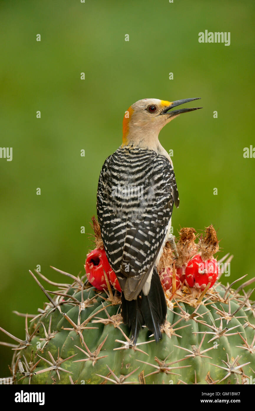 Golden-fronted woodpecker (Melanerpes aurifrons), Rio Grande City, Texas, USA Stock Photo
