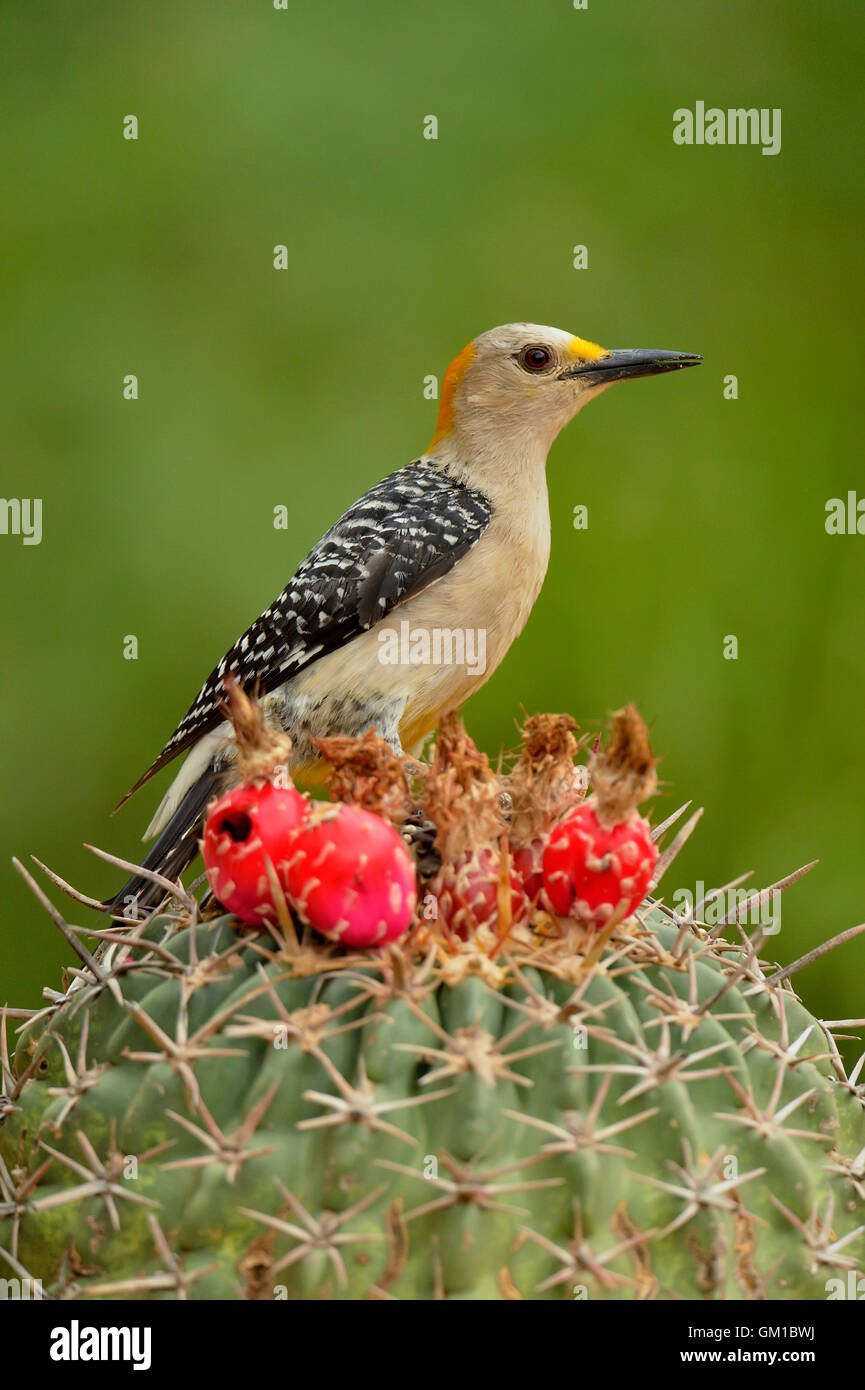 Golden-fronted woodpecker (Melanerpes aurifrons), Rio Grande City, Texas, USA Stock Photo