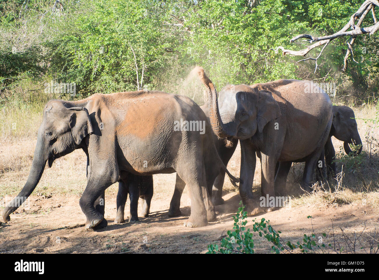 Elephants at the Udawalawe National Park, Sri Lanka Stock Photo