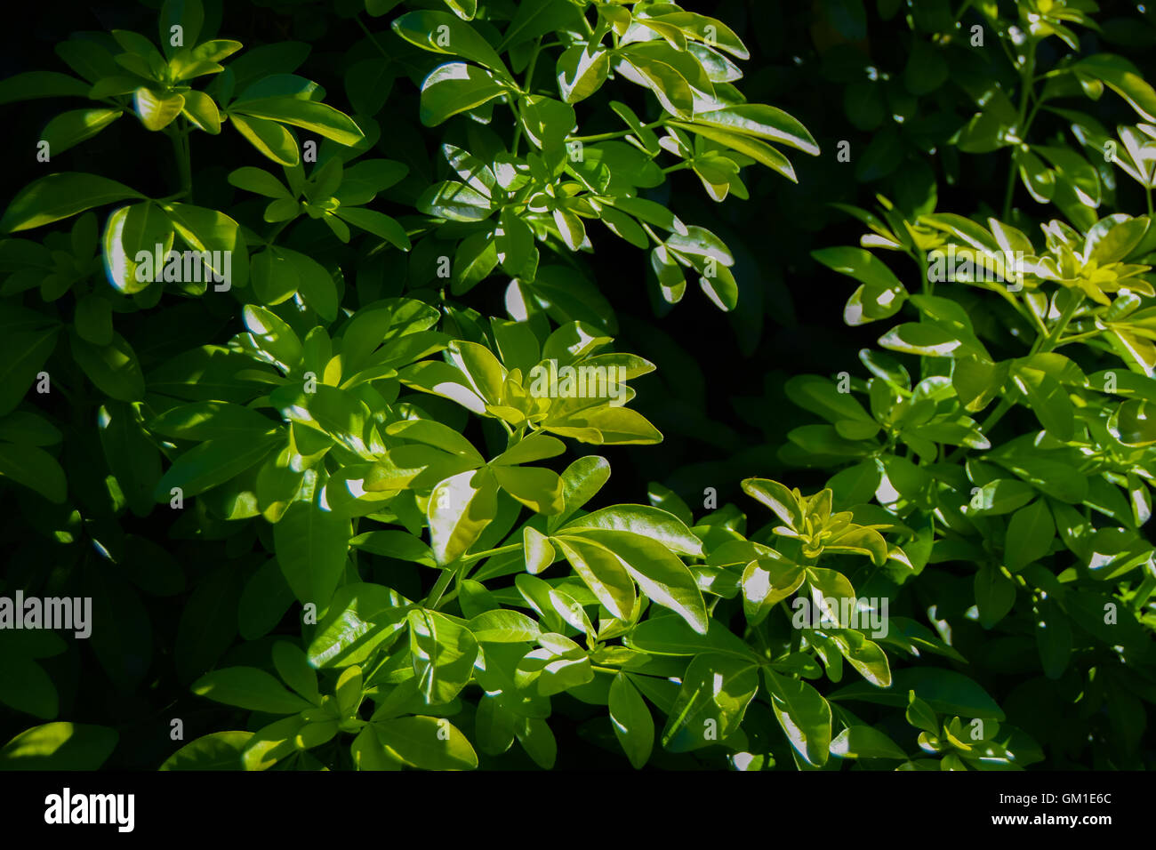 Waxy leaves hires stock photography and images Alamy