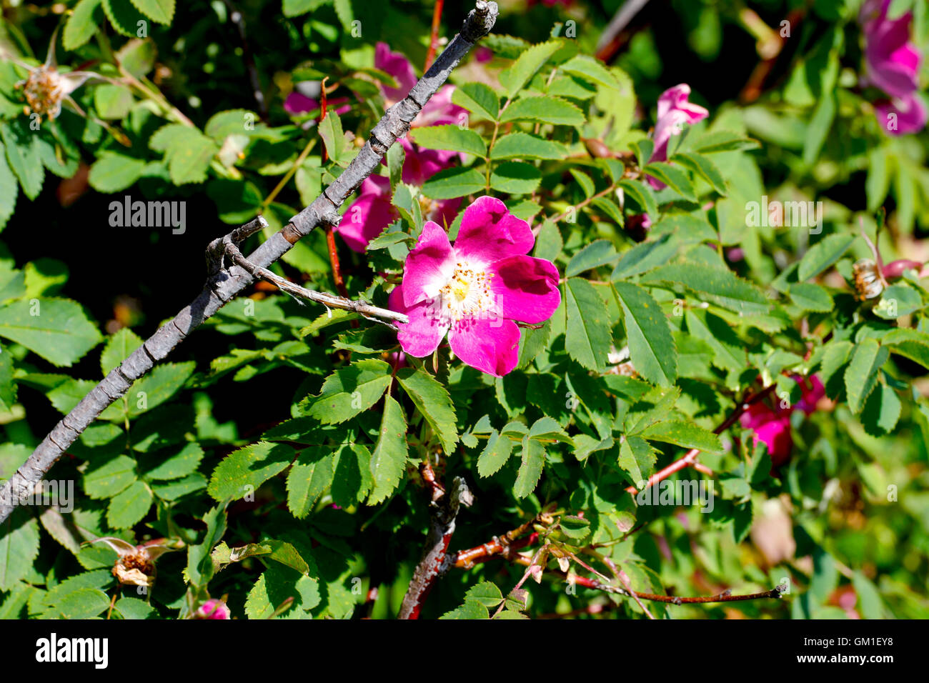 Bloom Wild Rose High Resolution Stock Photography and Images - Alamy