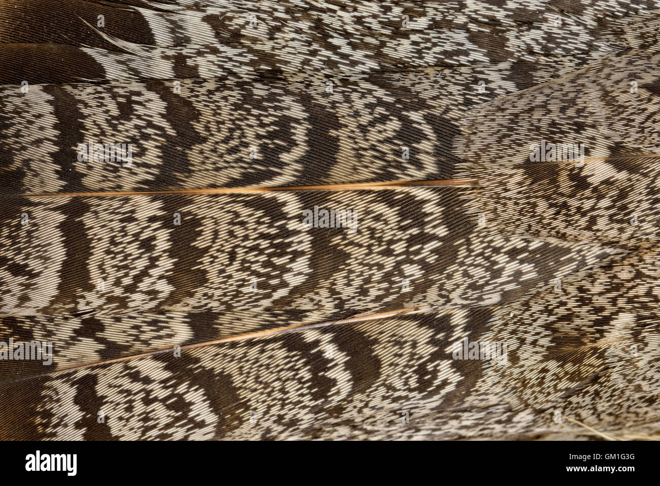 Ruffed grouse (Bonassa umbellus) plumage, Greater Sudbury, Ontario, Canada Stock Photo