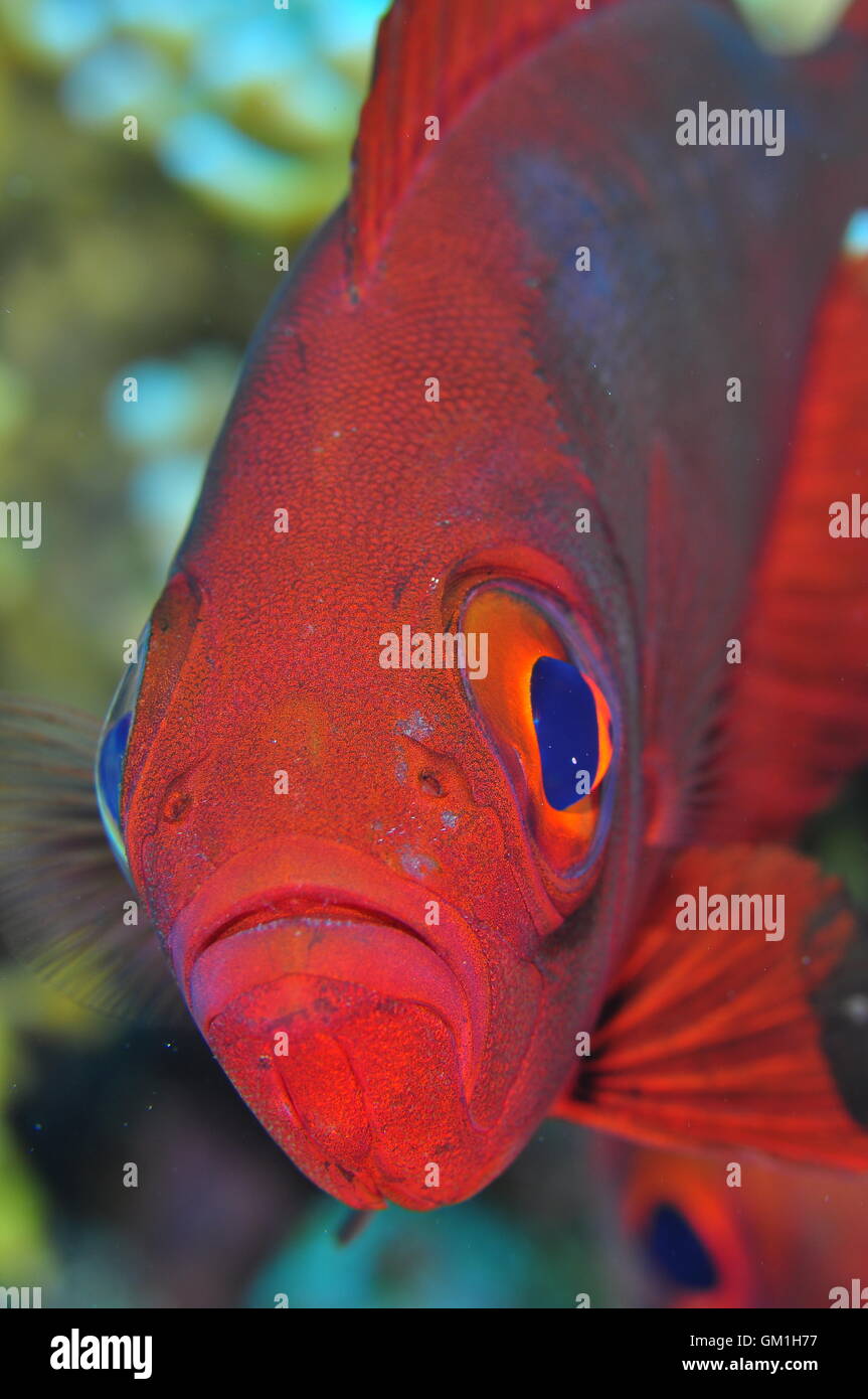 Red big eye fish hires stock photography and images Alamy