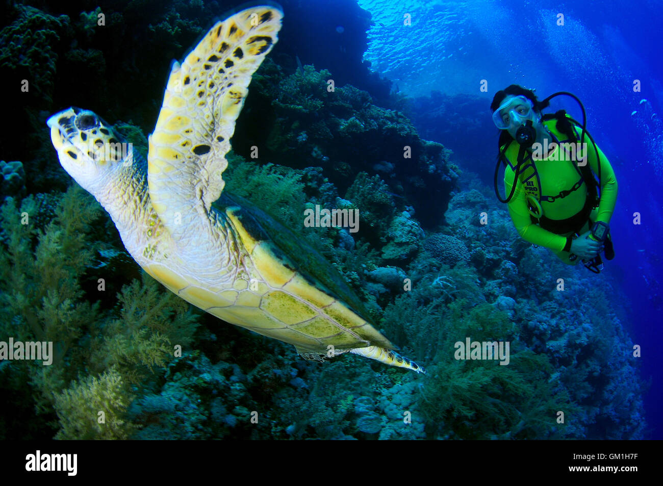 A diver and a turtle in the red sea Stock Photo - Alamy