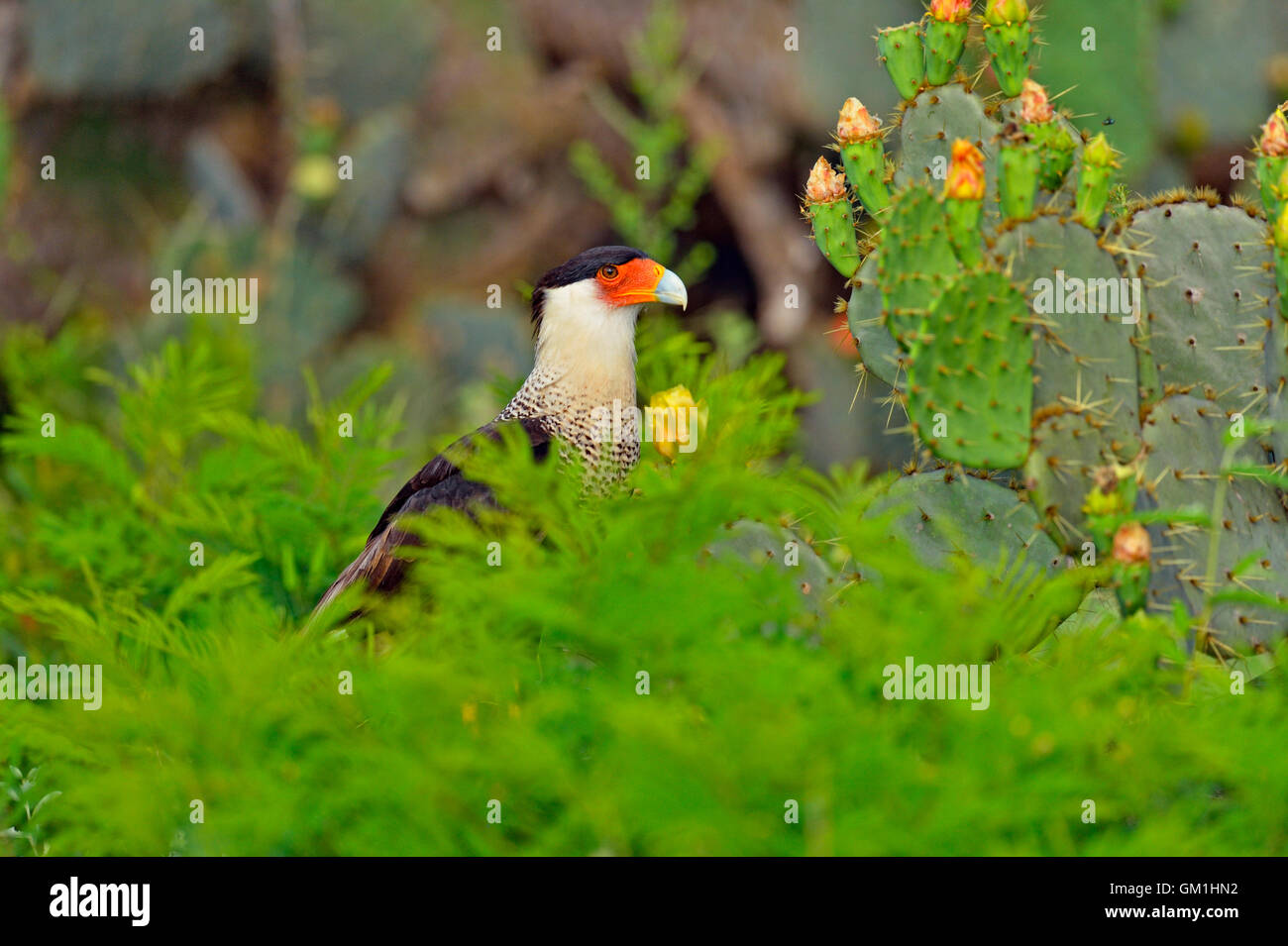 Crested Caracara (Caracara plancus), Rio Grande City, Texas, USA Stock