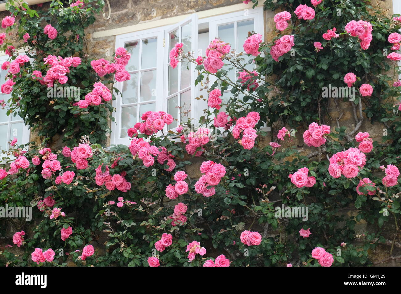 Roses around a cottage window in Beaminster, Dorset Stock Photo