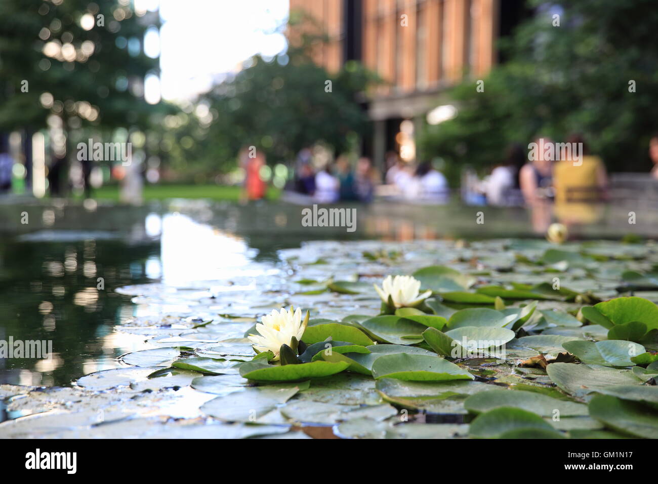 Water lilies in Pancras Square, amidst the new office buildings, behind Kings Cross, in north London, England, UK Stock Photo