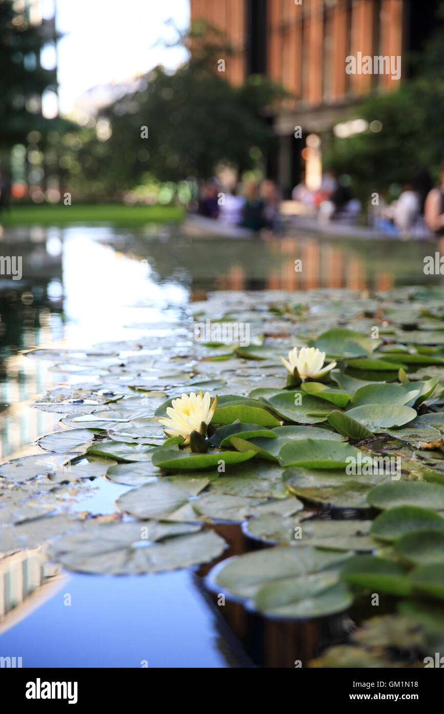 Water lilies in Pancras Square, amidst the new office buildings, behind Kings Cross, in north London, England, UK Stock Photo