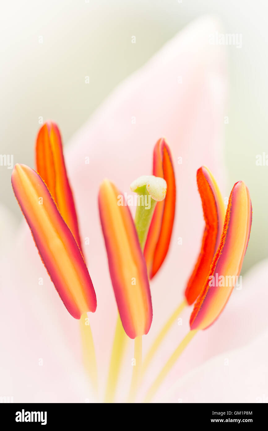Close up of Oriental Stargazer lily reproductive organs. Stock Photo