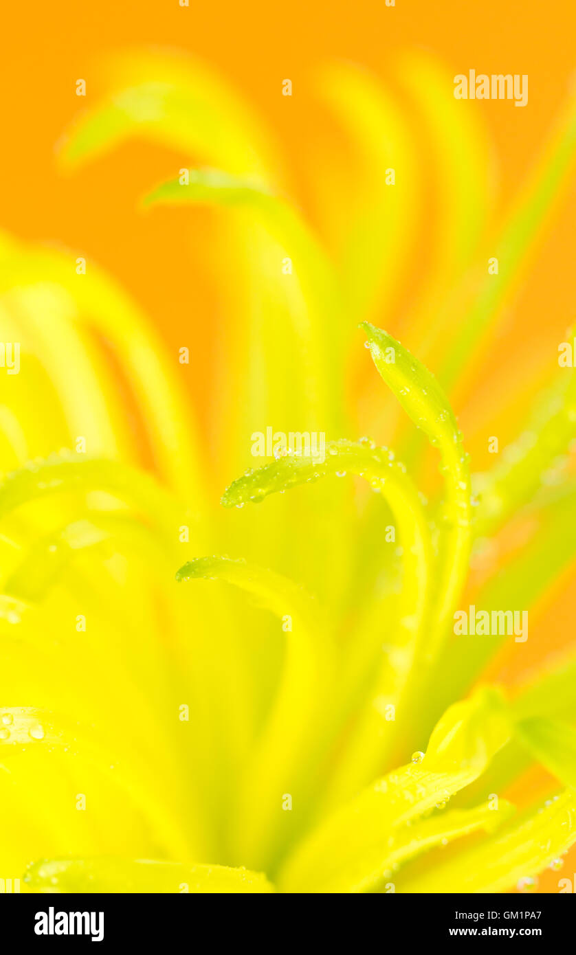 Close up of chrysanthemum daisy  flower petals, with water droplets. Stock Photo