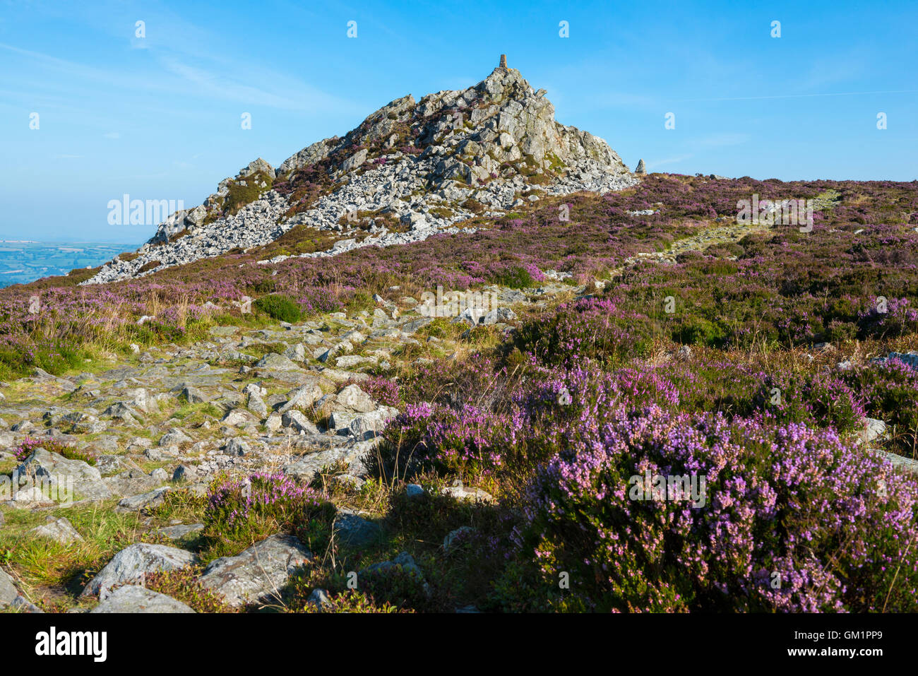 Purple heather on the Stiperstones, looking to Manstone Rock, Shropshire, England, UK. Stock Photo