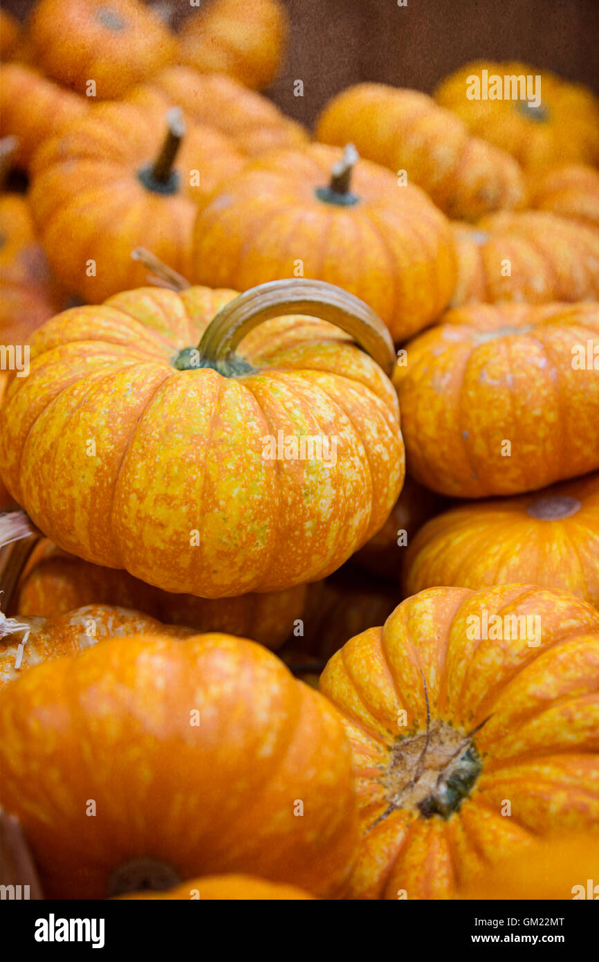 Piles of pumpkins on display at the farmers market during autumn season Stock Photo
