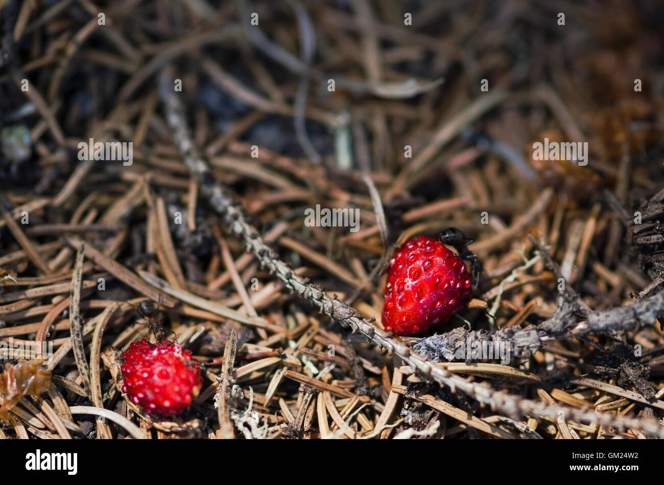 Two ants and two wild strawberries Stock Photo Alamy