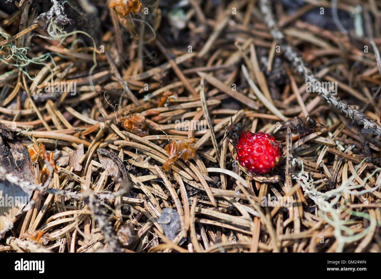 Two ants and two wild strawberries Stock Photo Alamy