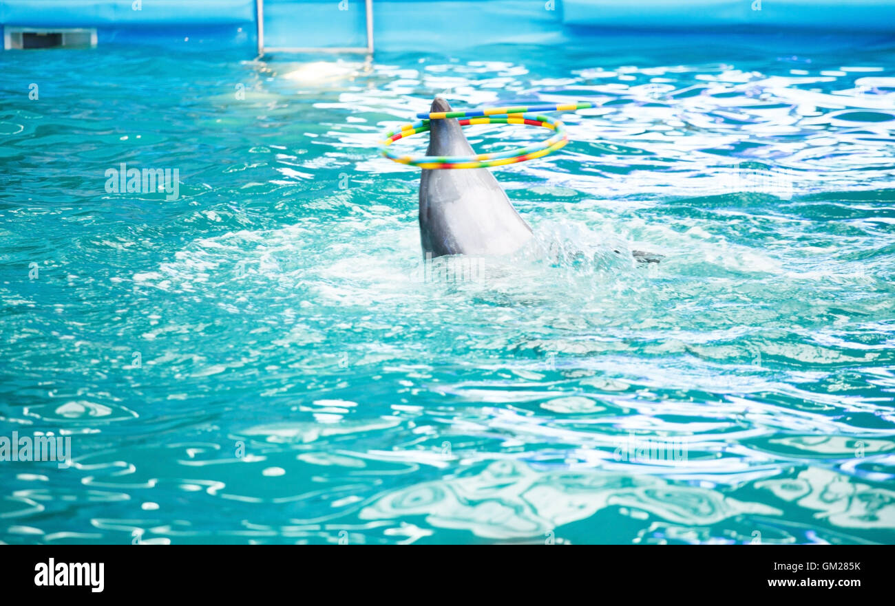 dolphin in the dolphinarium pool Stock Photo - Alamy