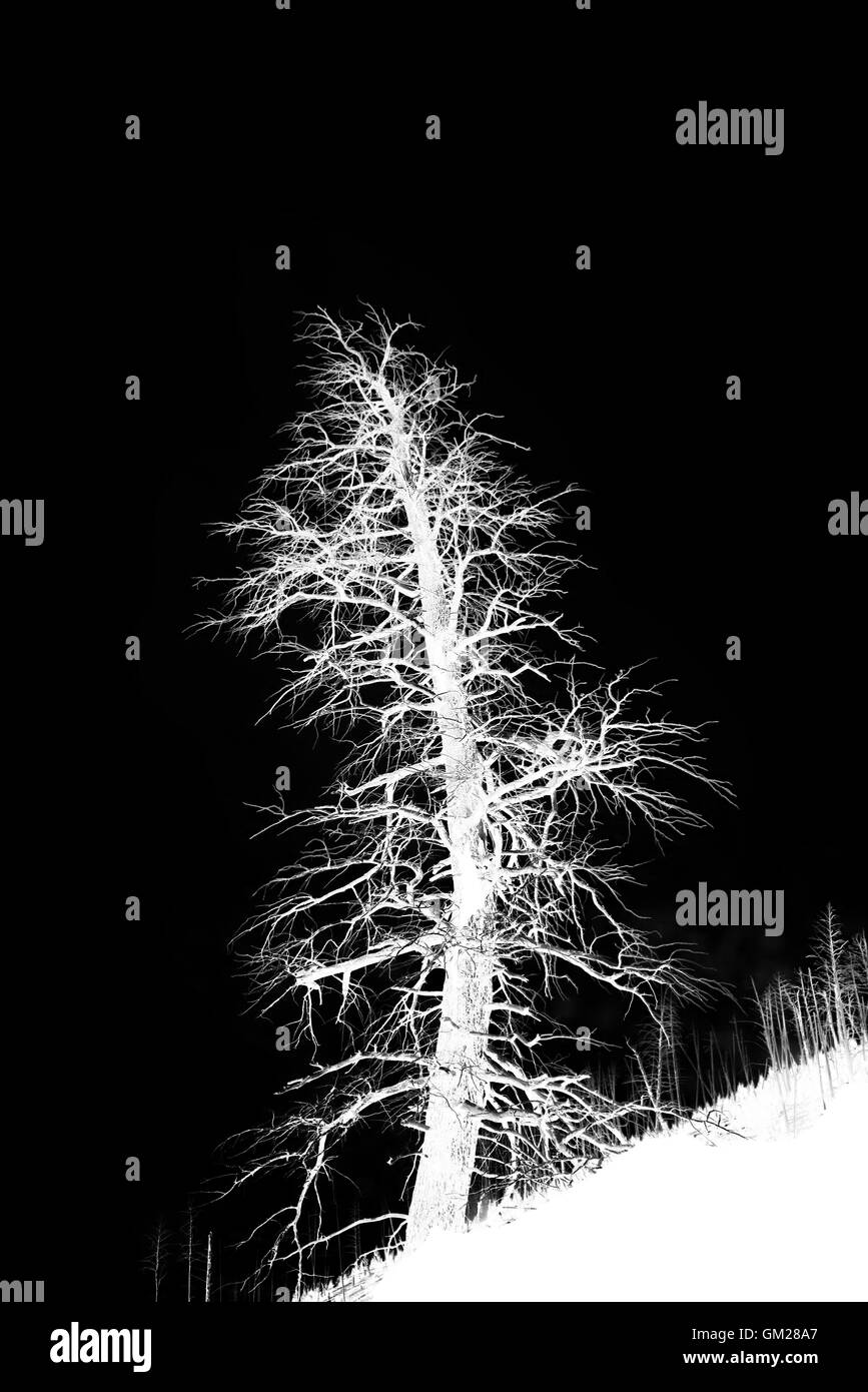 Black cutout silhouette hi-res stock photography and images - Alamy