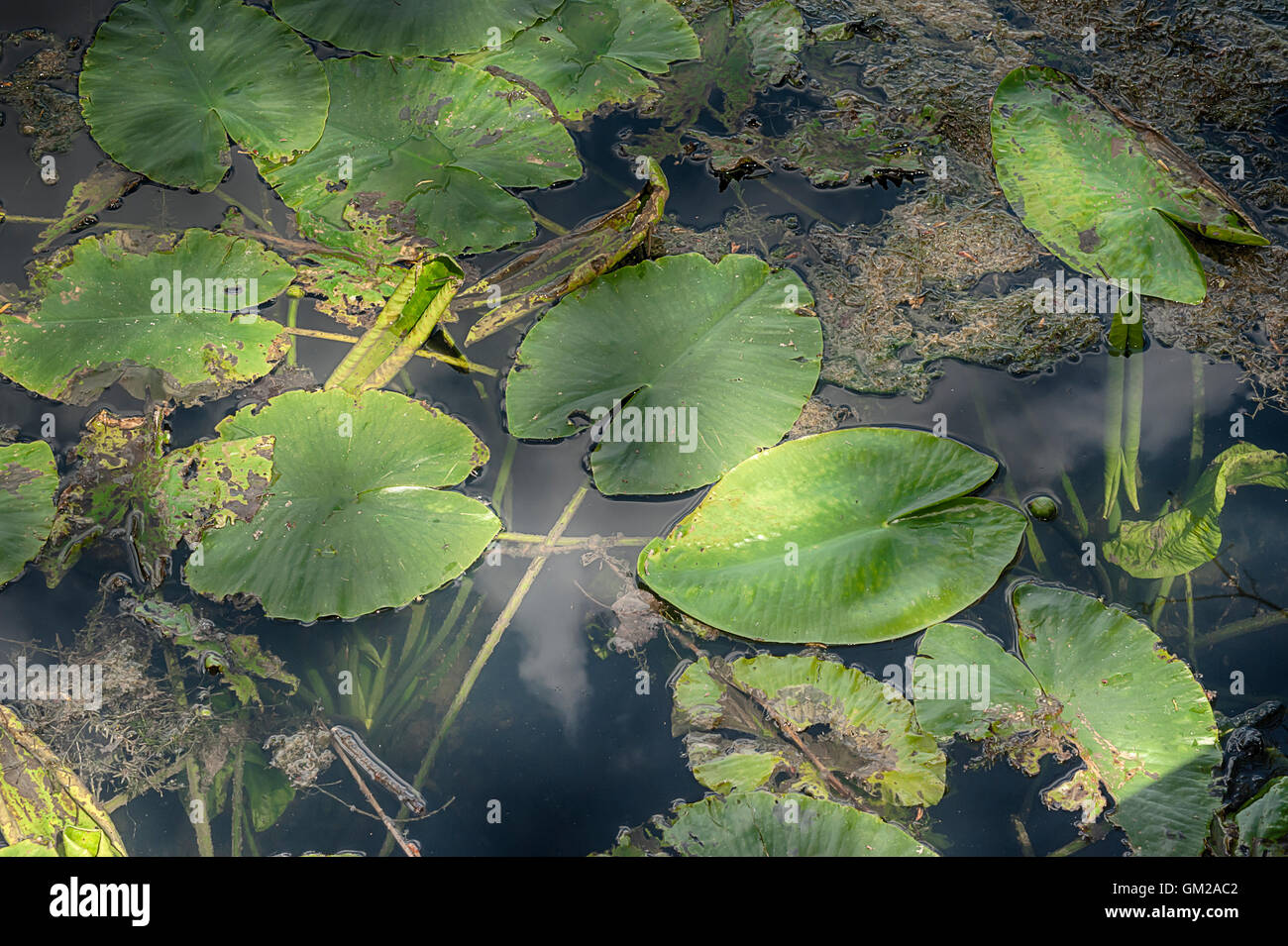 Lily leaves hi-res stock photography and images - Alamy