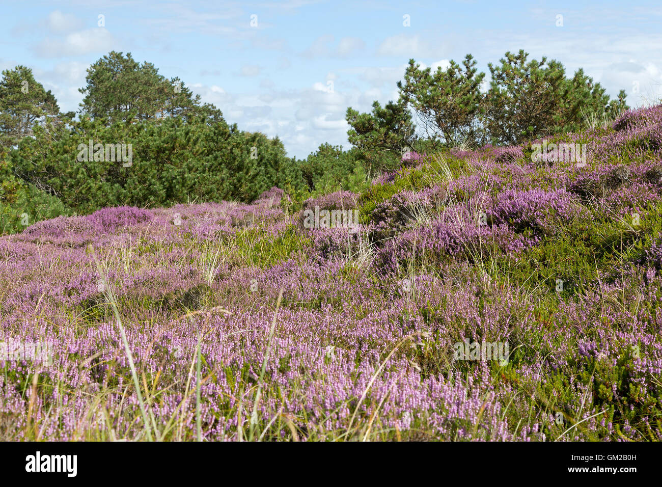 blooming heather, Amrum Island, North Friesland, Schleswig-Holstein, Germany Stock Photo