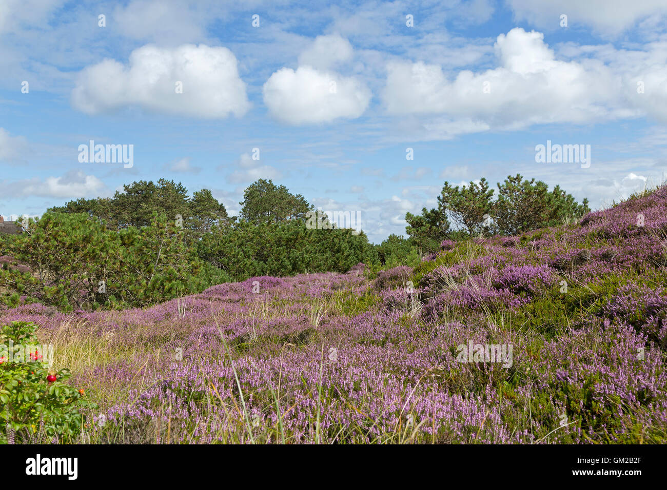 blooming heather, Amrum Island, North Friesland, Schleswig-Holstein, Germany Stock Photo