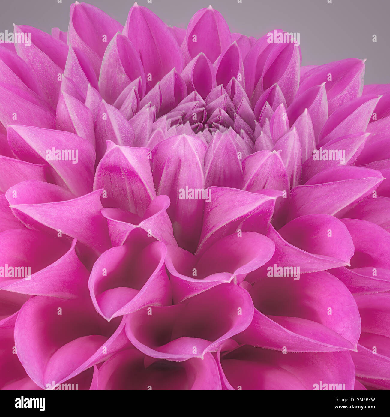 Purple flower petals, close up and macro of chrysanthemum, beautiful