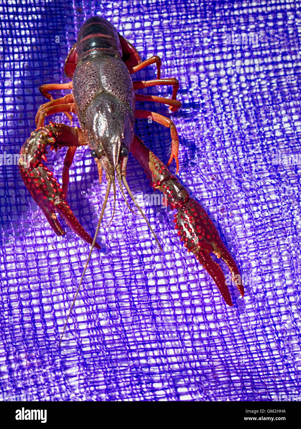 Live Crawfish; also known as crayfish, crawdads, or mudbugs, Stock Photo