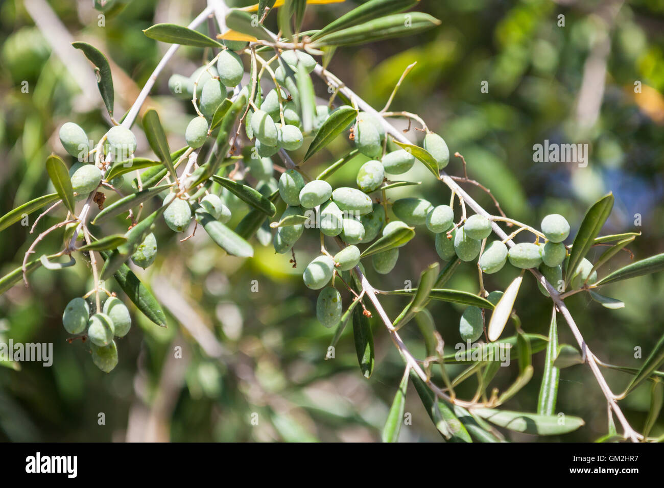 Green olive tree branches with fruits in Greek garden, closeup photo with selective focus Stock Photo