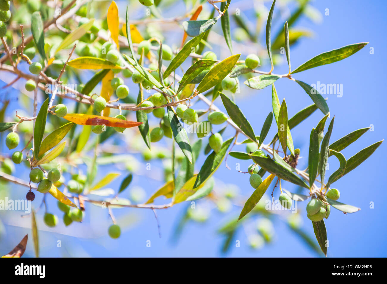 Green olive tree branches with fruits in sunlight over blue sky background, close-up photo with selective focus Stock Photo