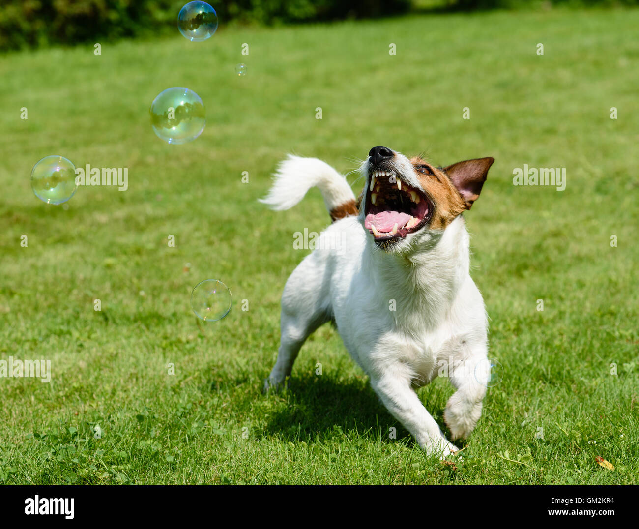 Happy dog playing and catching soap bubbles Stock Photo Alamy