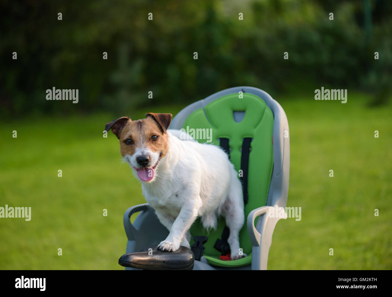 pet bike seat