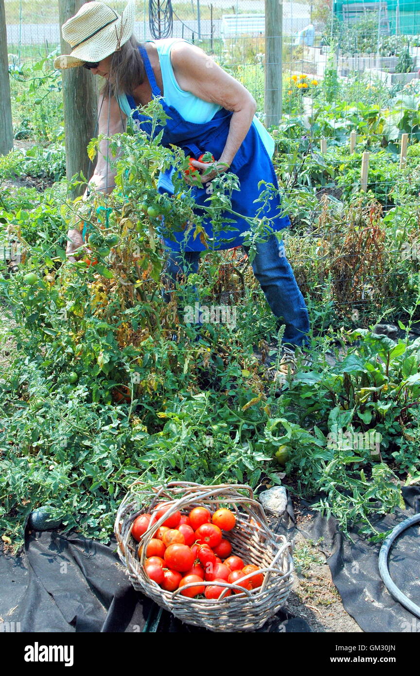 Female gardener picking tomatoes Stock Photo - Alamy