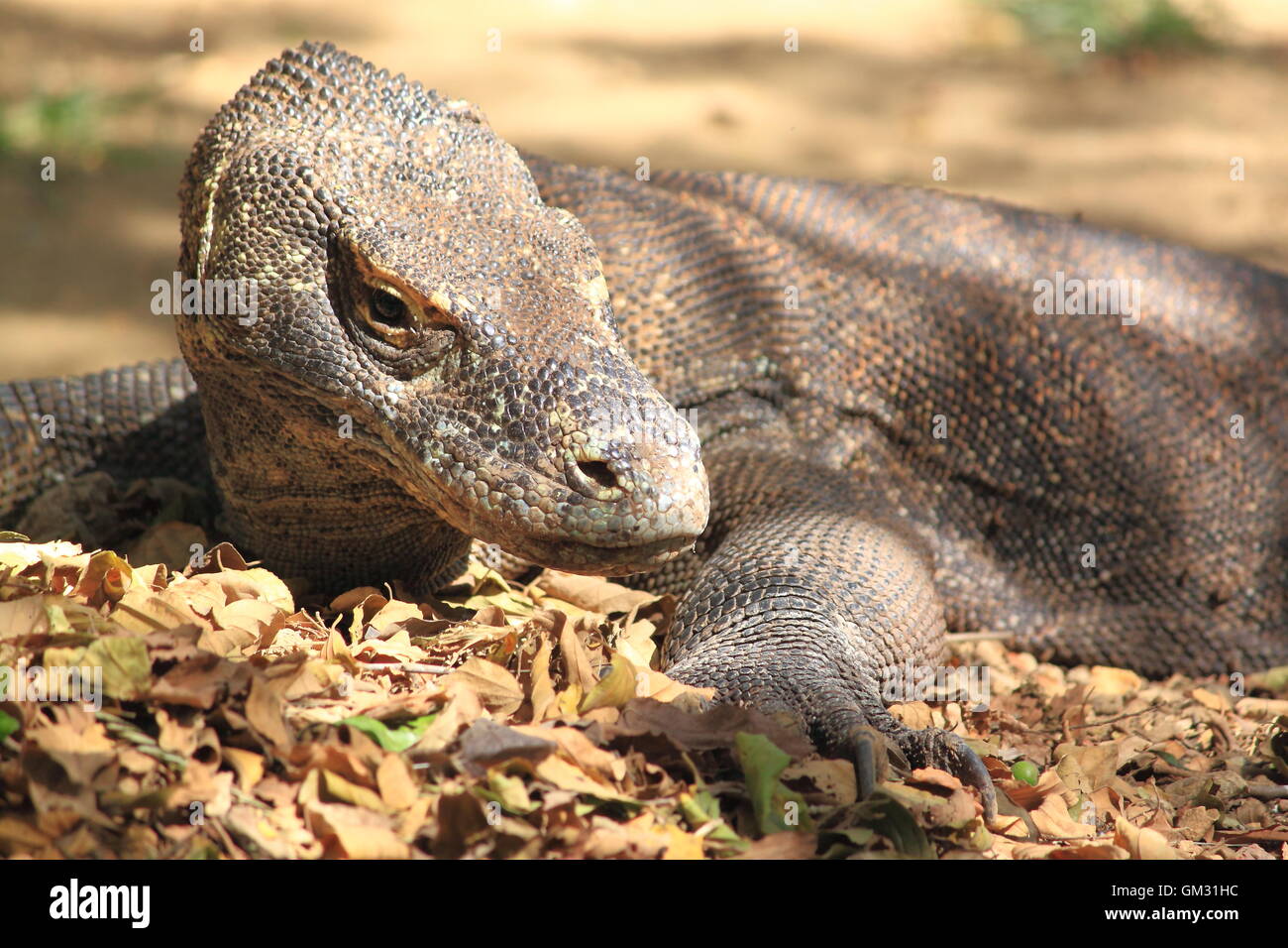 Rare Komodo Dragon in Rinca Island Flores Indonesia Stock Photo