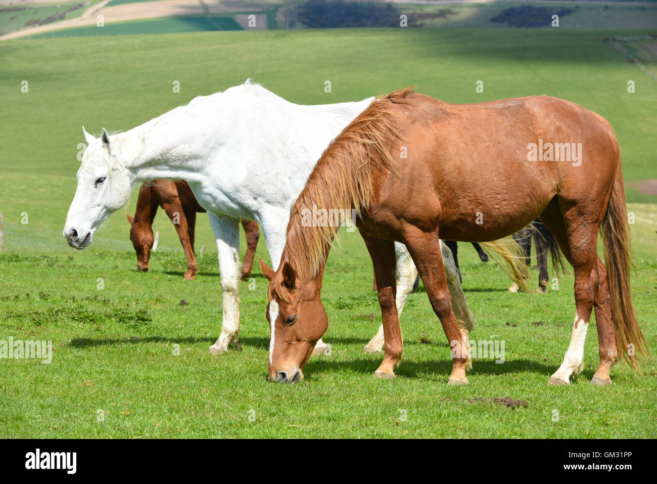 Horses and ponies on the South Downs in East Sussex Stock Photo Alamy