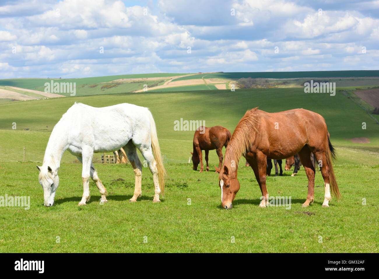 Horses and ponies on the South Downs in East Sussex Stock Photo Alamy