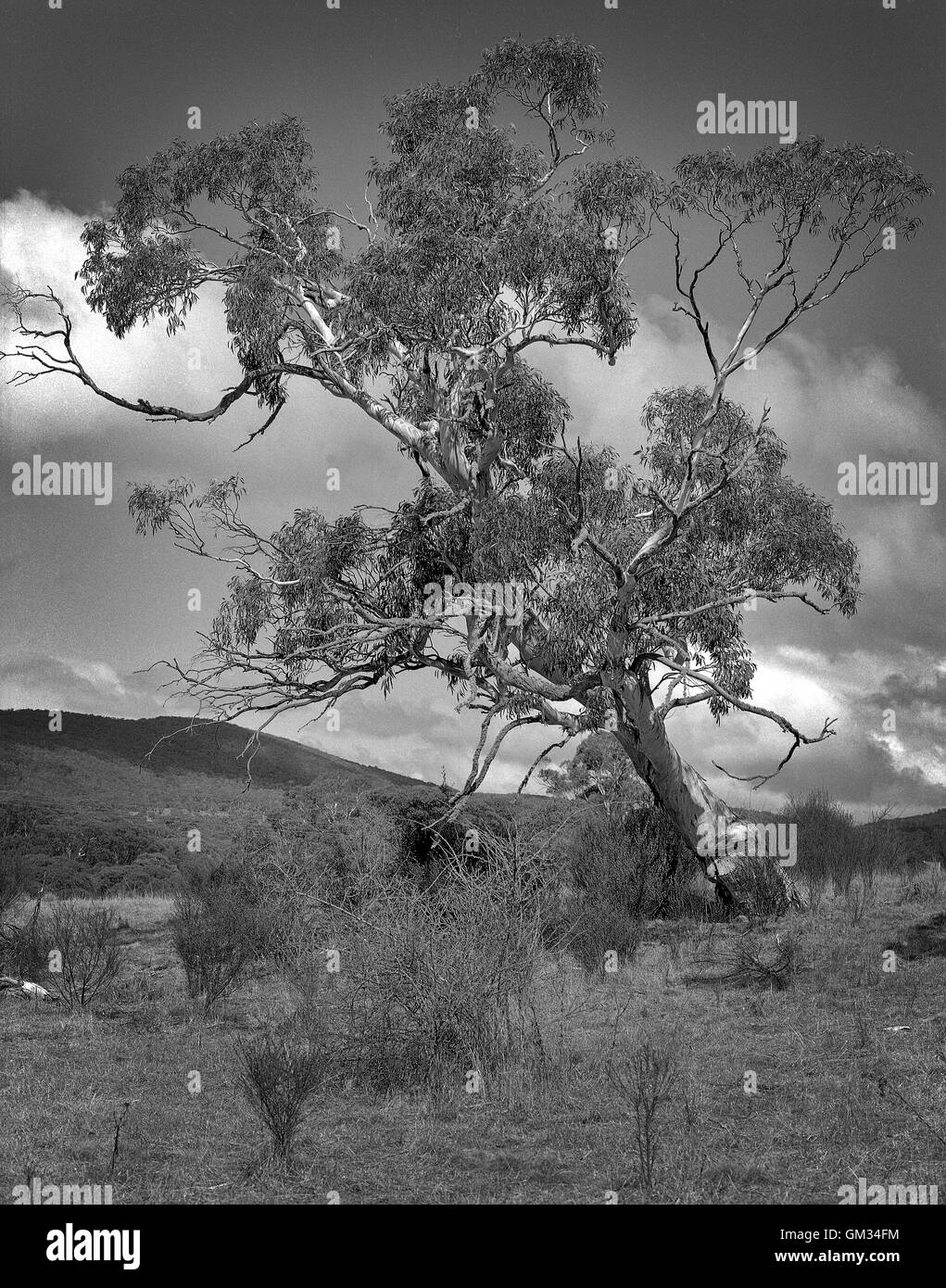 Black gum tree hires stock photography and images Alamy
