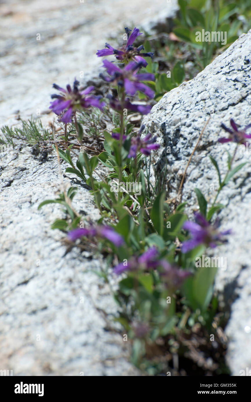 Close-up of Purple flowers growing in a crack of rocks Stock Photo - Alamy