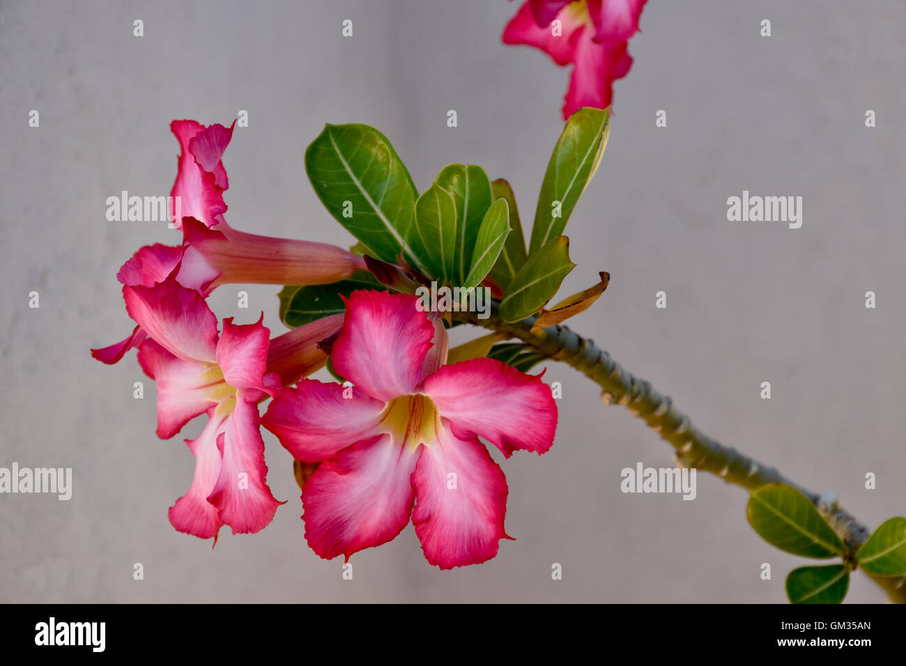 Desert Rose plant, Acapulco, Mexico. Adenium obesum is a genus of flowering plants in the Apocynum family, Apocynaceae. Stock Photo