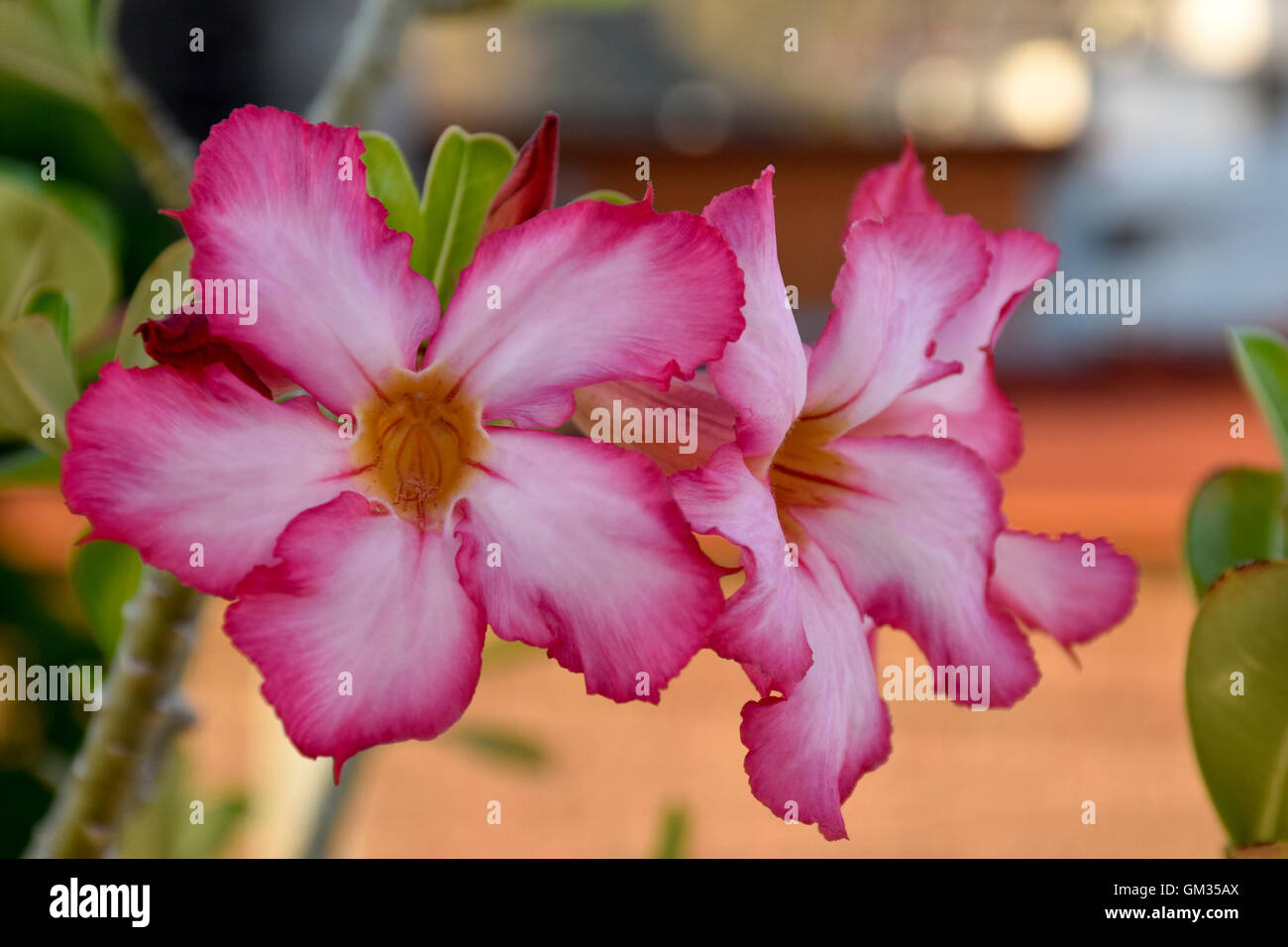 Desert Rose plant, Acapulco, Mexico. Adenium obesum is a genus of flowering plants in the Apocynum family, Apocynaceae. Stock Photo