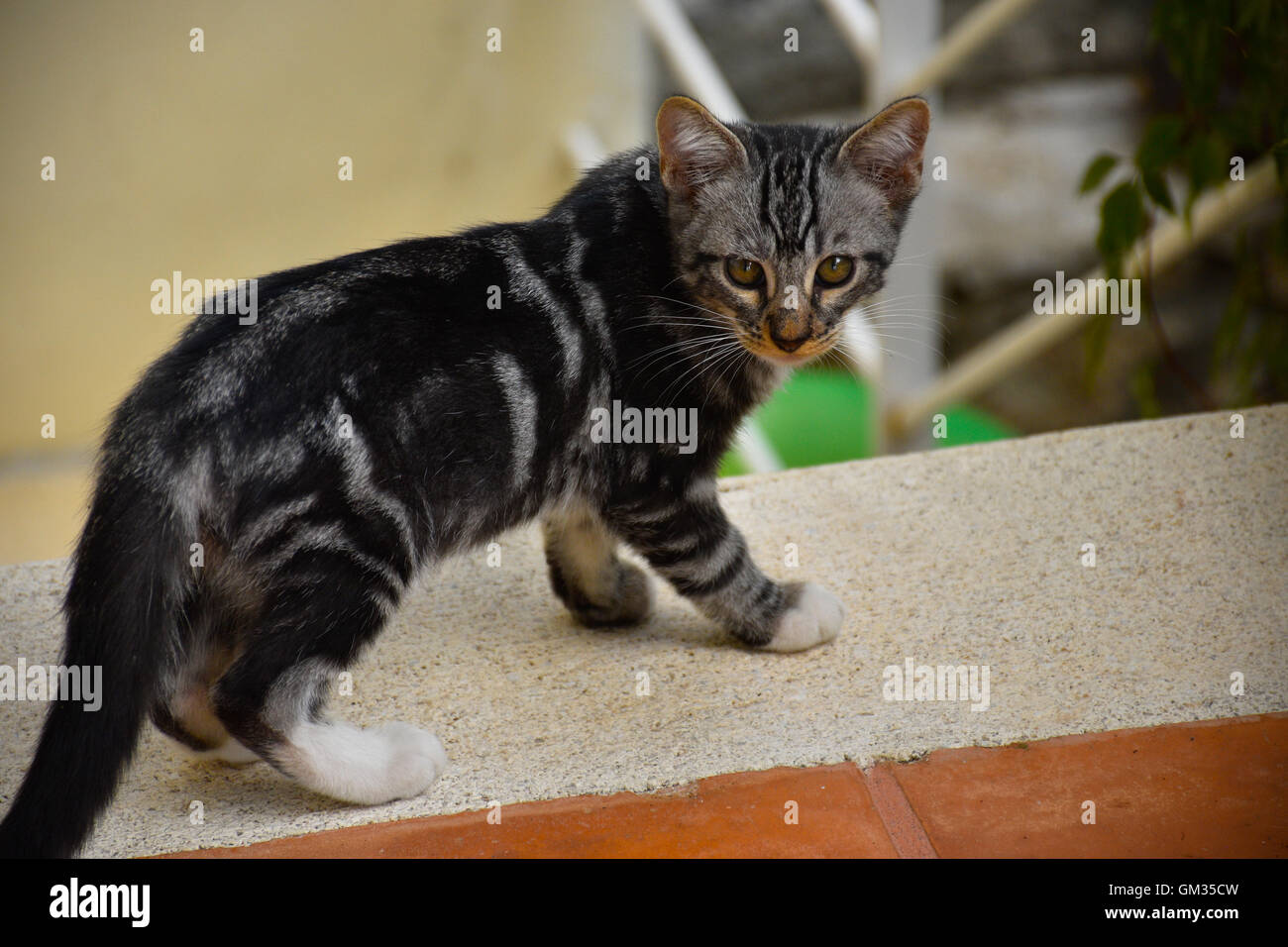 Grey kitten on wall Stock Photo