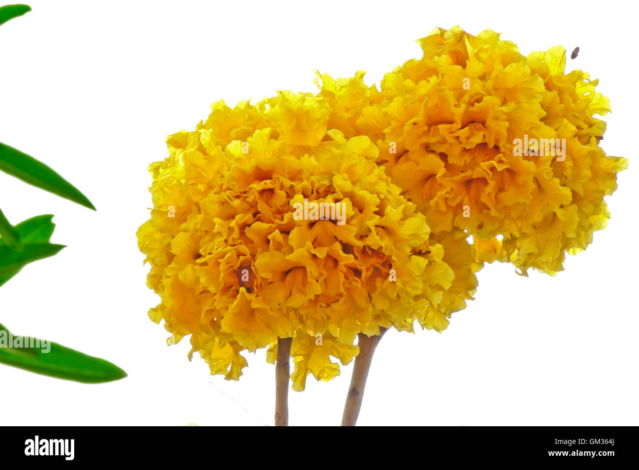 Yellow Trumpet-tree Stock Photo
