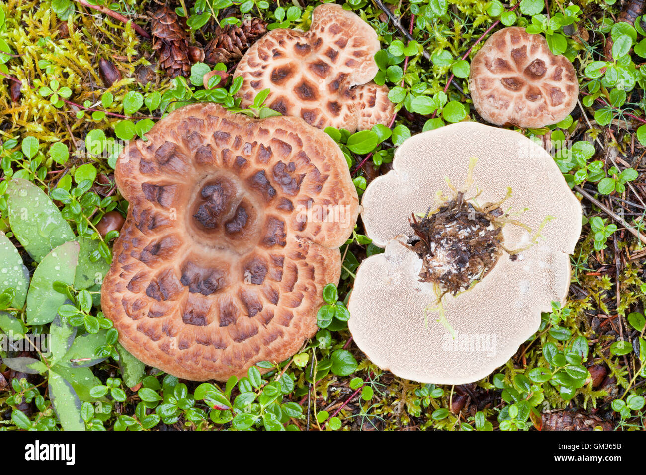 Shingled Hedgehog Mushroom growing on forest floor Stock Photo