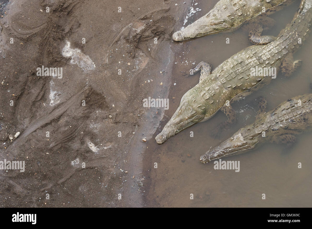 American crocodiles ( Crocodylus acutus ) in the Tarcoles river, Costa Rica, Central America Stock Photo