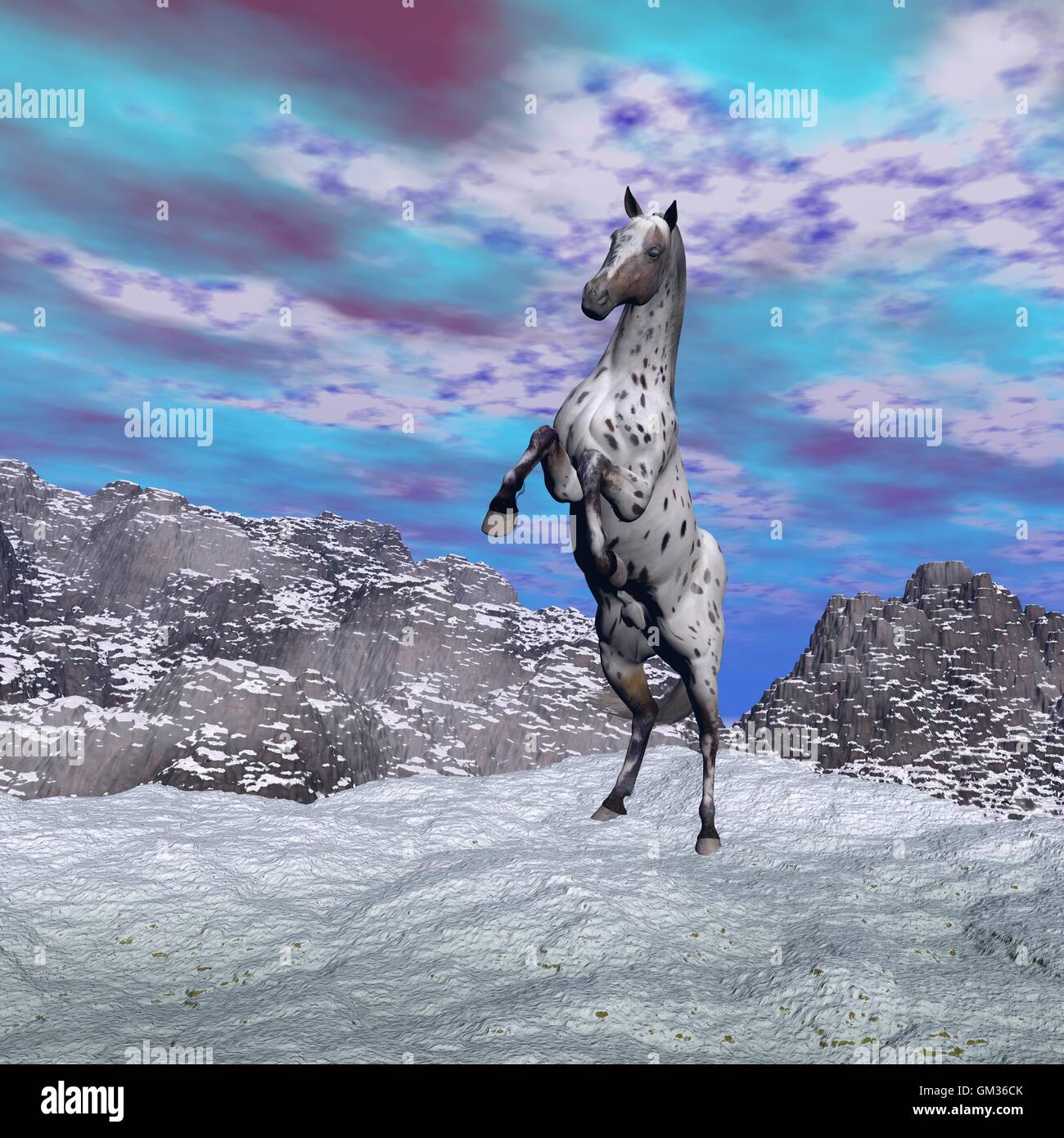 Appaloosa horse rearing hi-res stock photography and images - Alamy