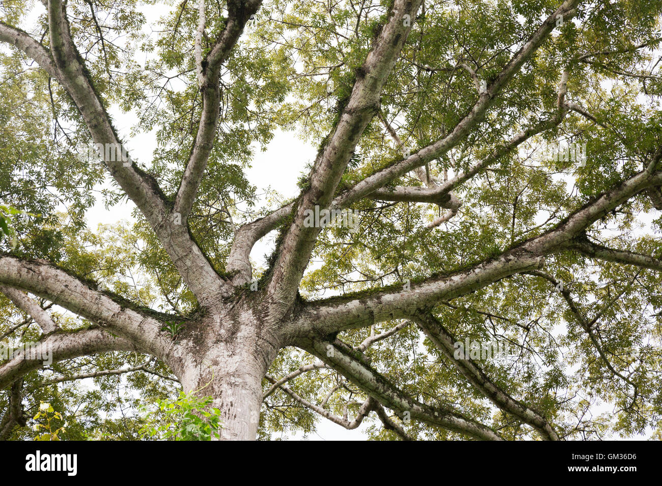 The Kapok tree, Ceiba pentandra, growing in the rainforest, Costa Rica, Central America Stock Photo