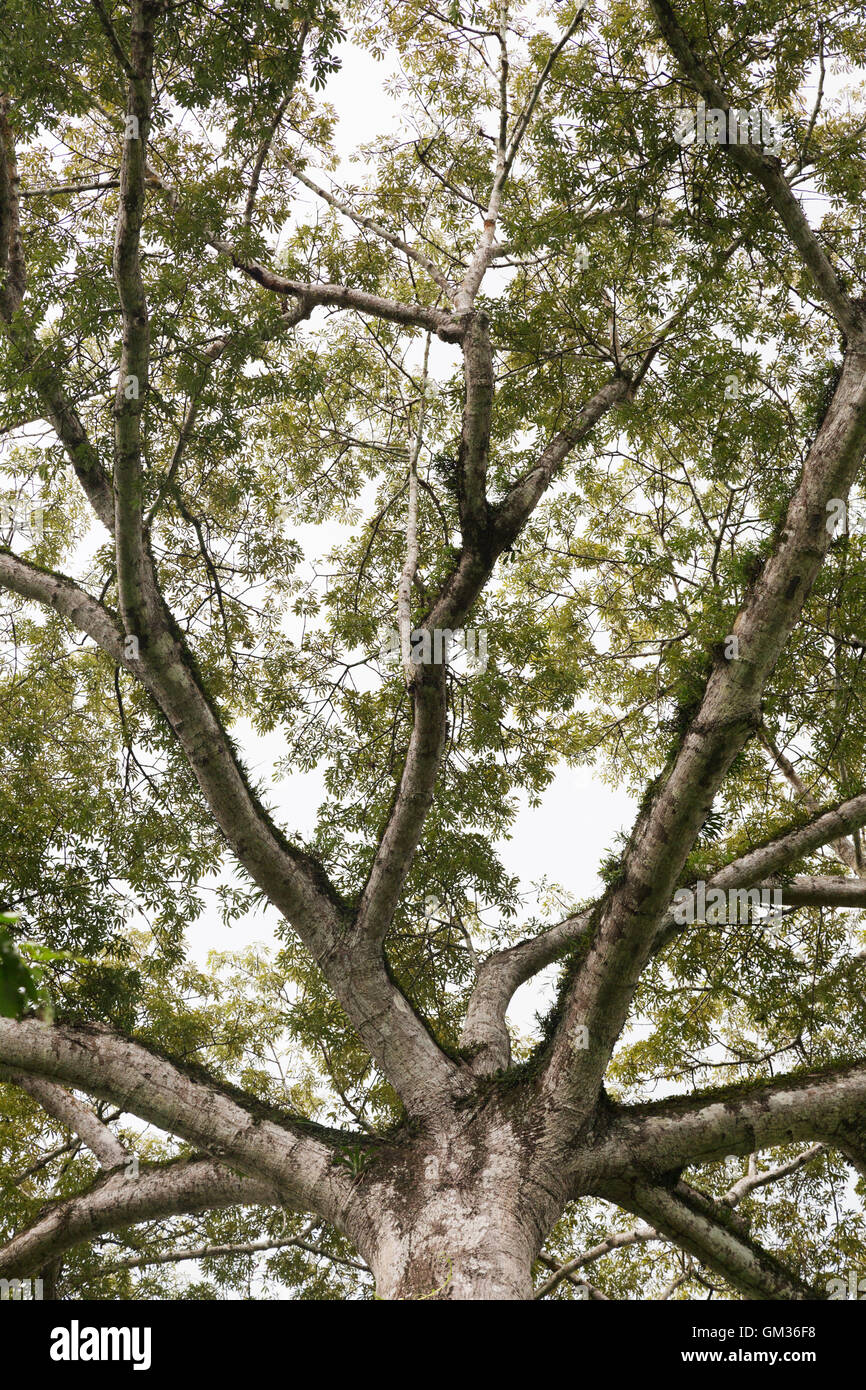 The Kapok tree, Ceiba pentandra, growing in the rainforest, Costa Rica, Central America Stock Photo