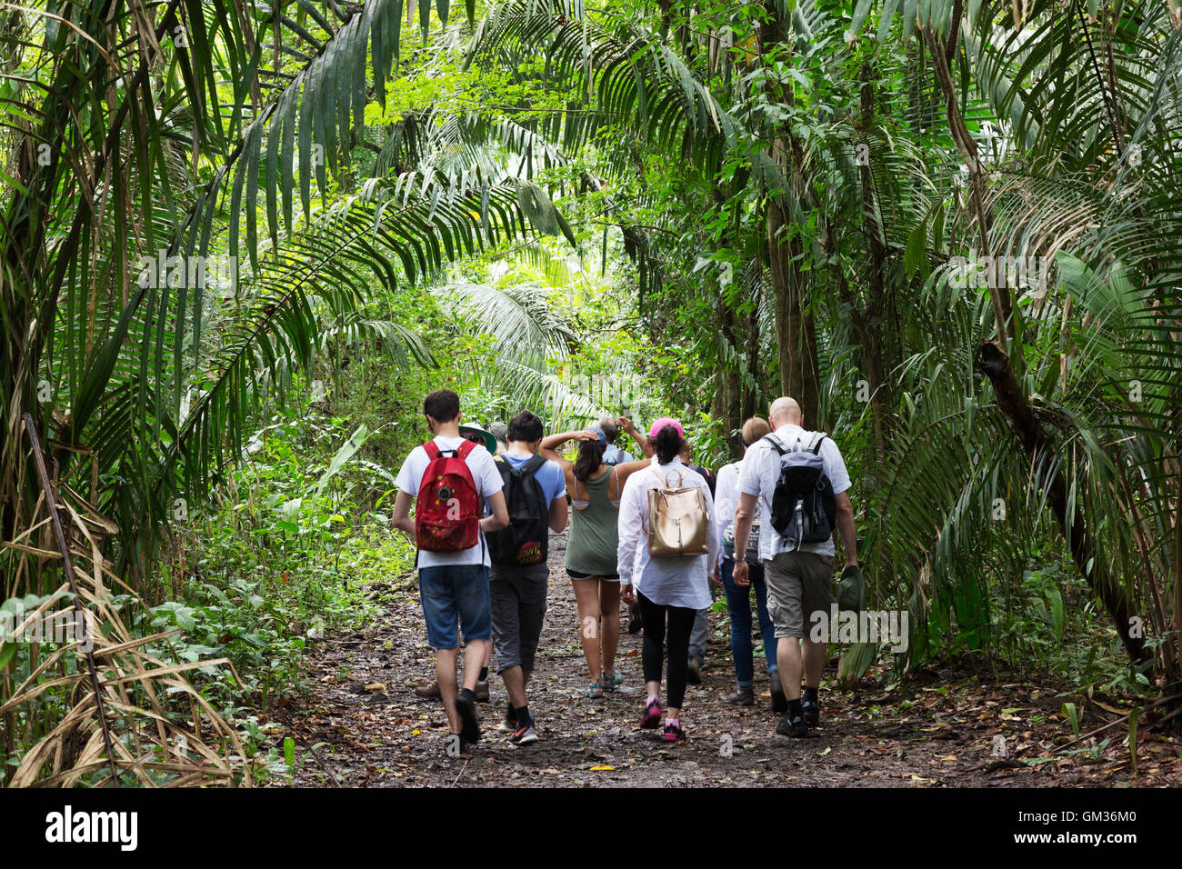 Visitors walking in the rainforest on a guided tour, Monteverde, Costa Rica, Central America Stock Photo