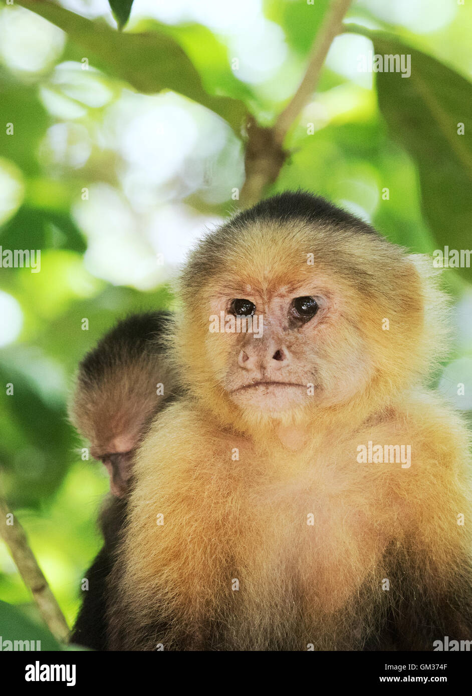 White faced capuchin monkey ( Cebus capucinus ),  Manuel Antonio National Park, Costa Rica, Central America Stock Photo
