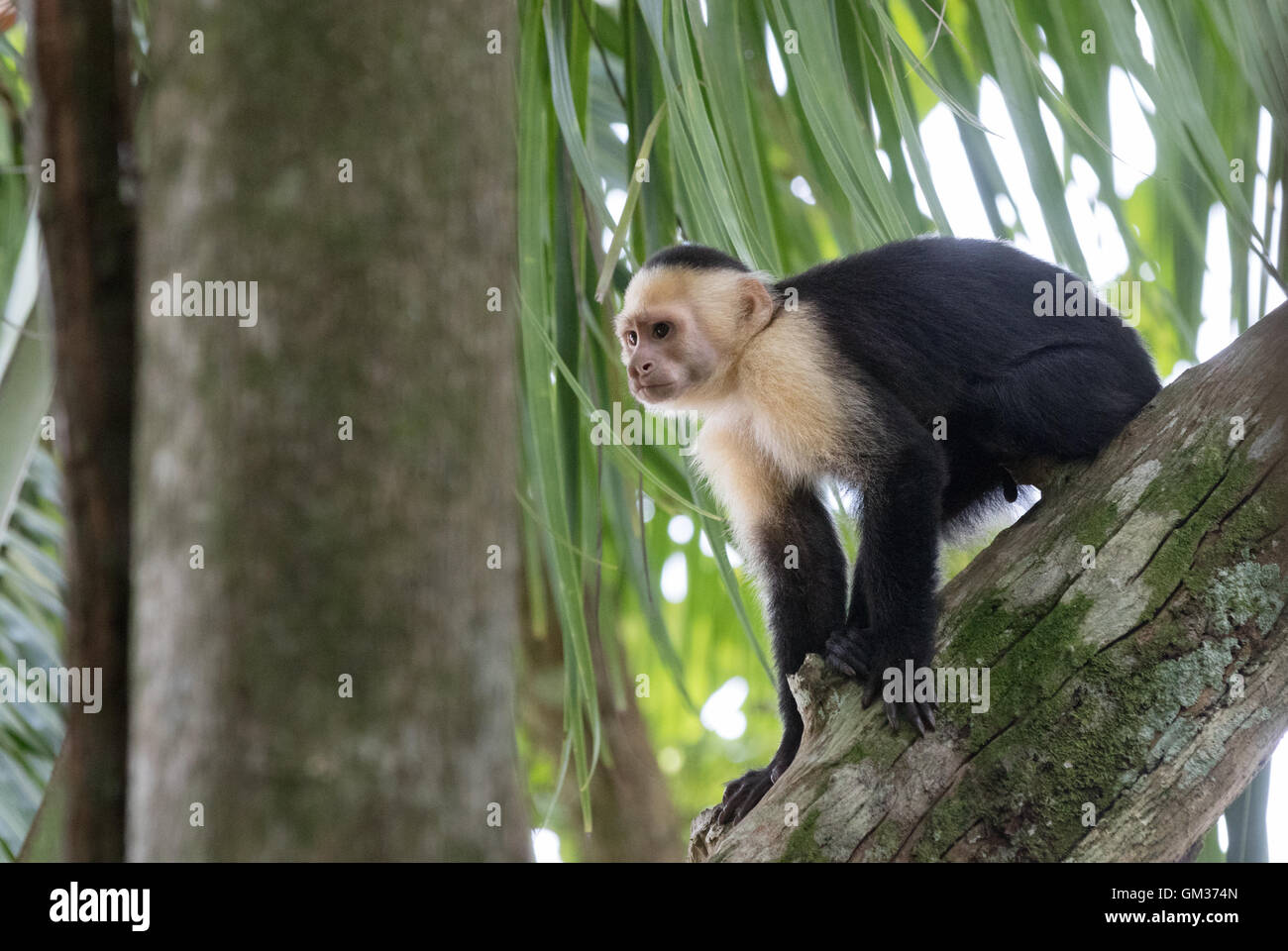 White faced capuchin monkey ( Cebus capucinus ), Manuel Antonio national Park, example of Costa Rica wildlife, Central America Stock Photo