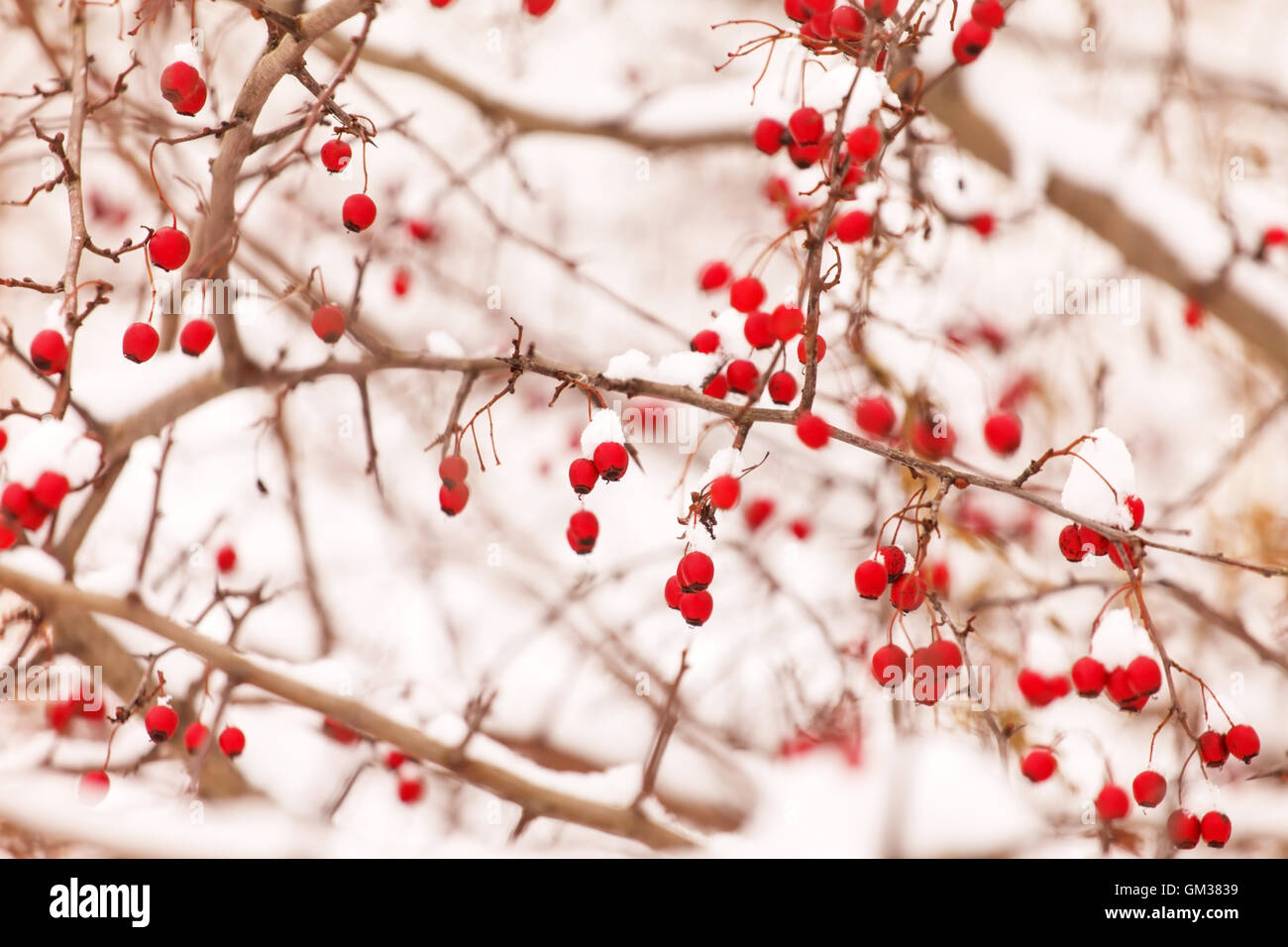 Plant red berries under hi-res stock photography and images - Alamy