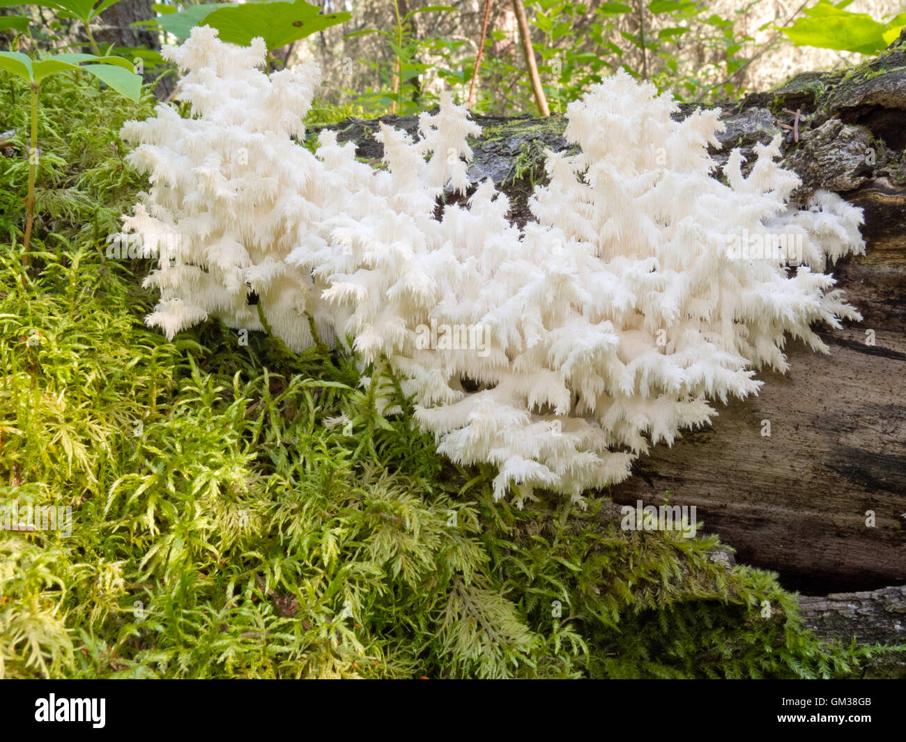 Delicious edible white mushroom Coral Hericium Stock Photo