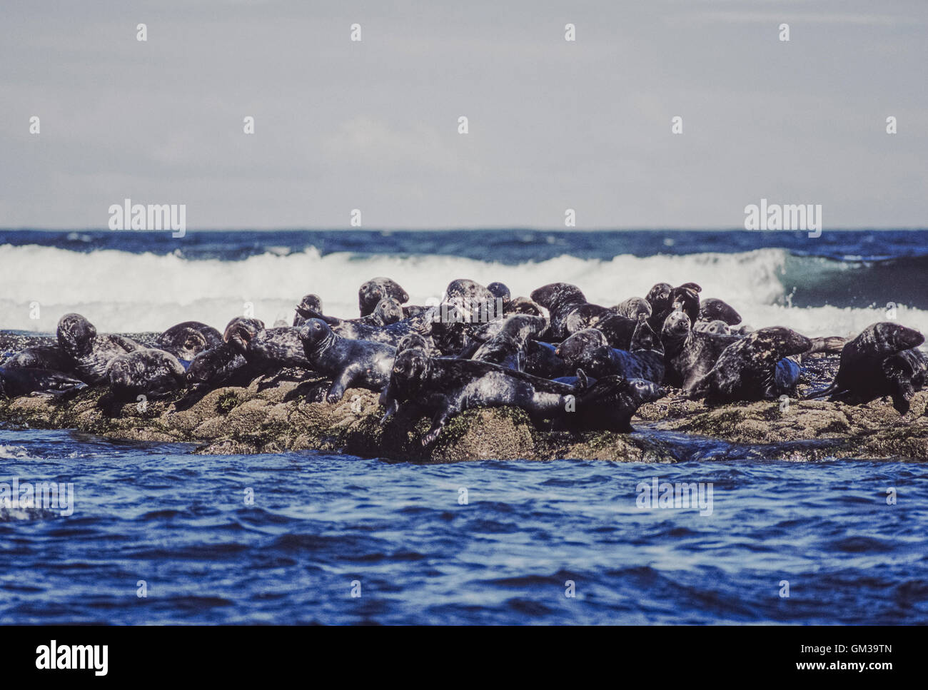 Grey Seal, Halichoerus grypus, colony on rocks off the coast of Farne Islands, Northumbria, British Isles Stock Photo